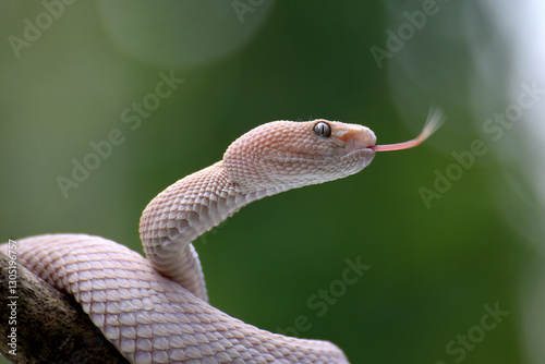 Albino mangrove pit viper on a tree branch	