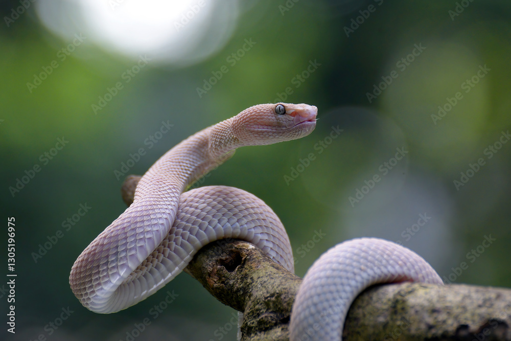 Fototapeta premium Albino mangrove pit viper on a tree branch 