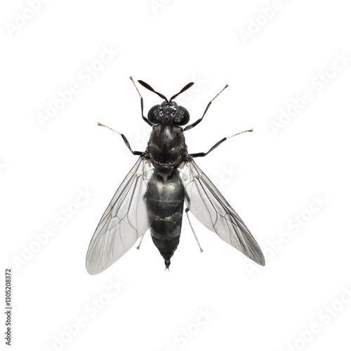 Black soldier fly isolated on transparent background. Macro shot of Hermetia illucens insect with transparent wings. Entomology and biodiversity concept.