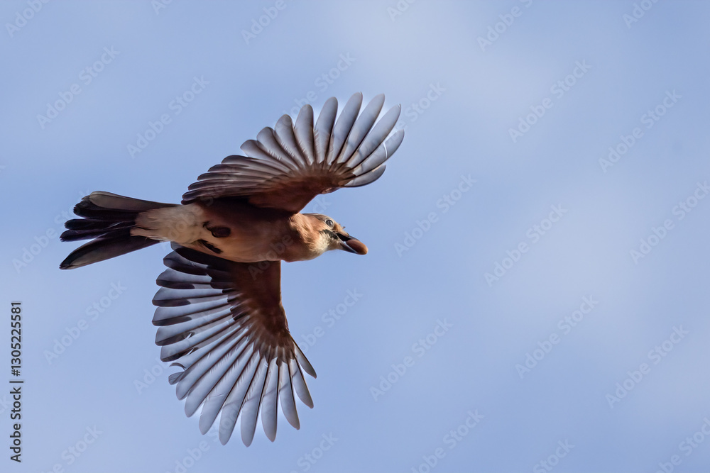 Fototapeta premium Eurasian jay