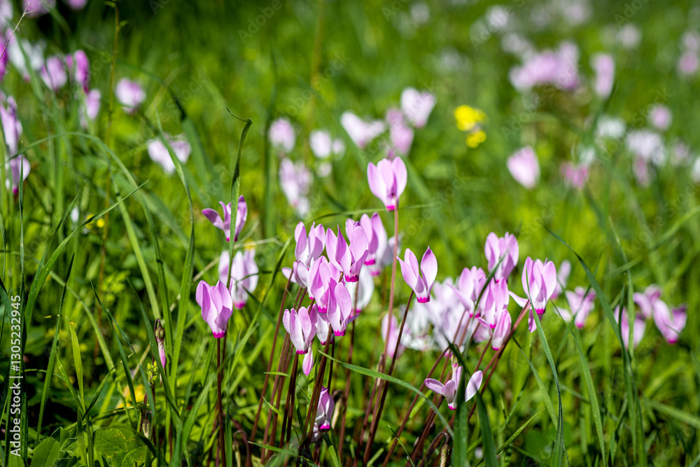 Cyclamen Cyprium flowers (Cyprus cyclamen) Cyclamen Cyprium flowers (Cyprus cyclamen)
