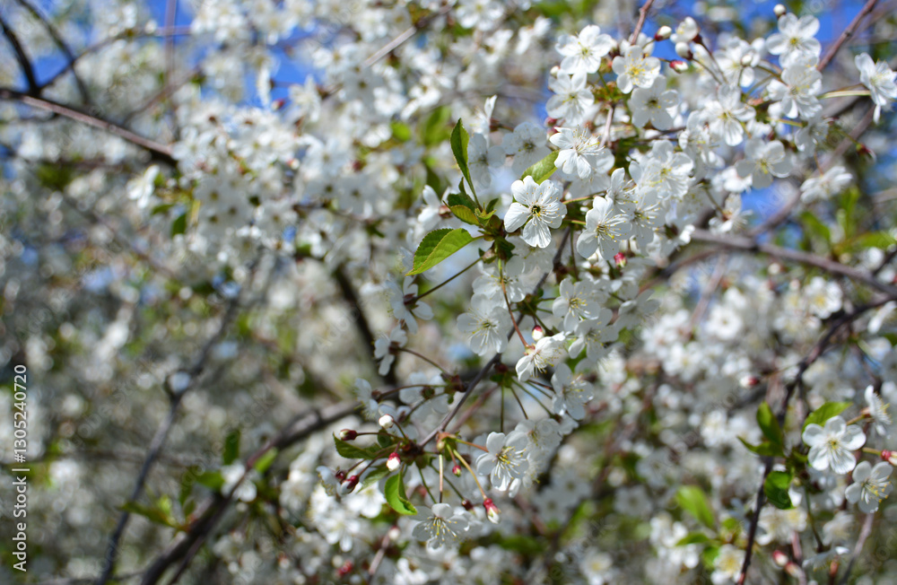 Fototapeta premium Cherry Blossoms in Spring wallpaper close up 