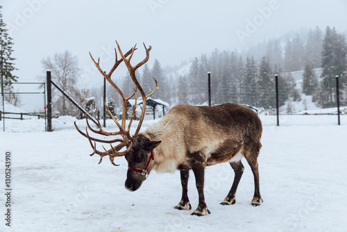 Reindeers Standing in a Snowy Enclosure with Other Deer in the Background