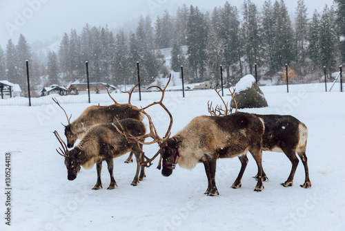 Reindeers Standing in a Snowy Enclosure with Other Deer in the Background