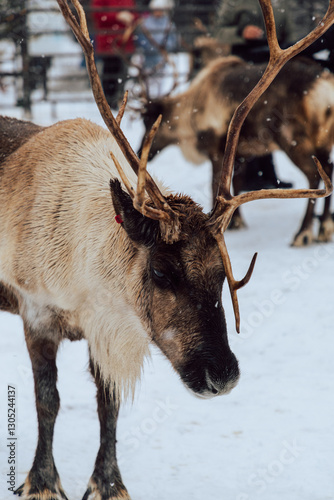 Reindeers Standing in a Snowy Enclosure with Other Deer in the Background