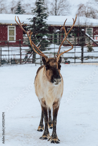 Reindeers Standing in a Snowy Enclosure with Other Deer in the Background