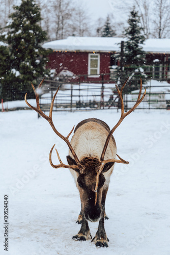 Reindeers Standing in a Snowy Enclosure with Other Deer in the Background