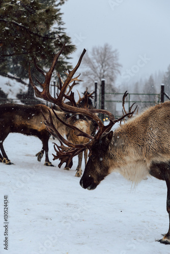 Reindeers Standing in a Snowy Enclosure with Other Deer in the Background