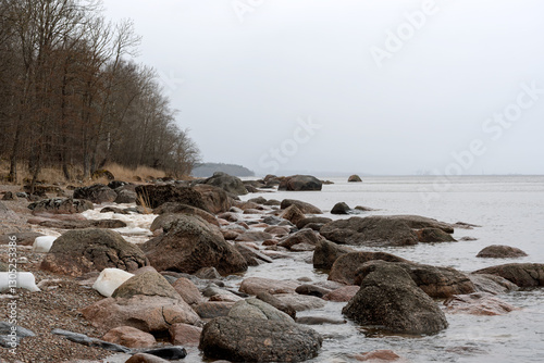 Fototapeta Naklejka Na Ścianę i Meble -  A ridge of large granite stones on the Baltic Sea coast. On the seashore there is a leafless spring forest with yellow grass and the remains of snow. The horizon is hazy from a fine drizzle