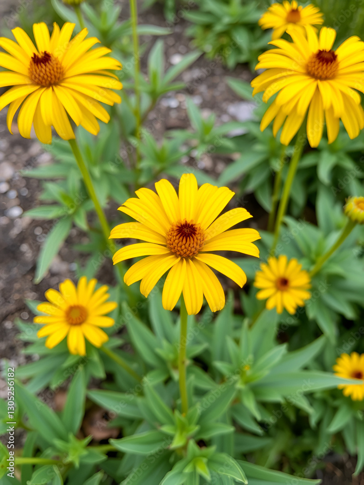 Yellow Gazania or Treasure flower in full bloom, Gazania rigens (aka: Gazania splendens) Yellow Gazania or Treasure flower in full bloom, Gazania rigens (aka: Gazania splendens)