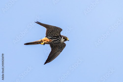 Eurasian Hobby