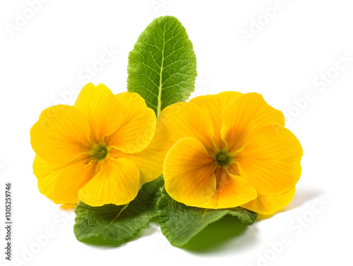 Obraz na plátně Yellow primroses