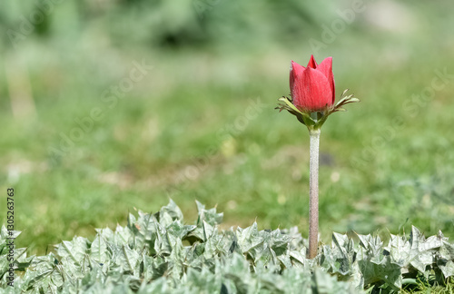 wild red flowers, red anemone photos photo