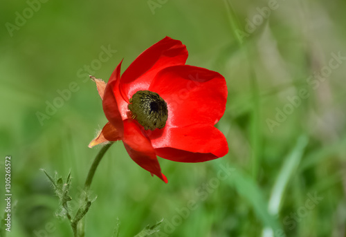 wild red flowers, red anemone photos photo