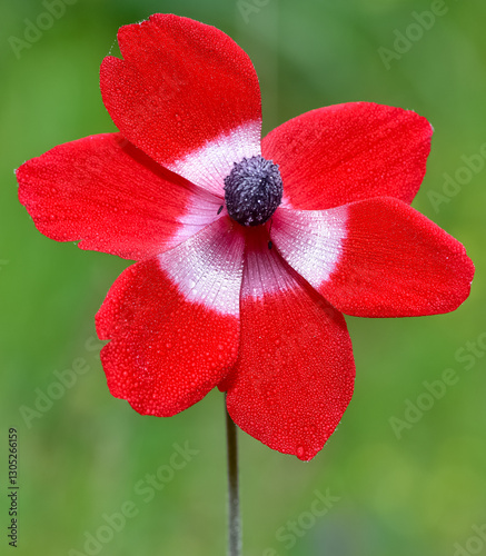 wild red flowers, red anemone photos photo