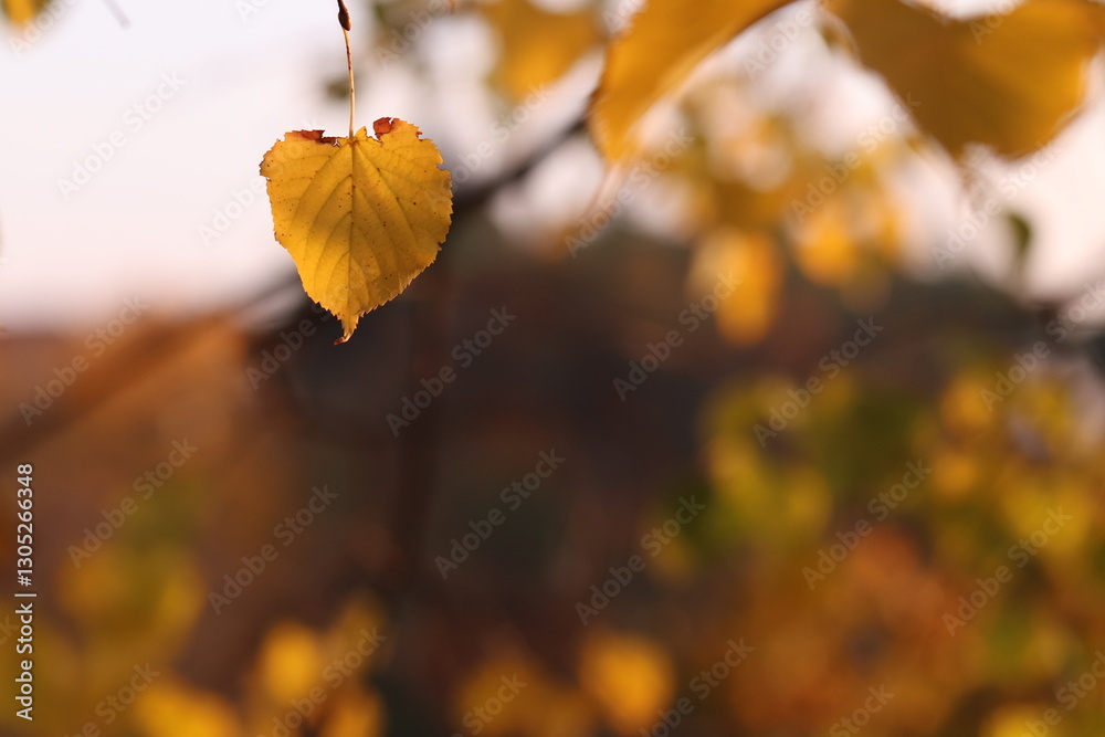 Obraz premium foglie nel bosco in autunno