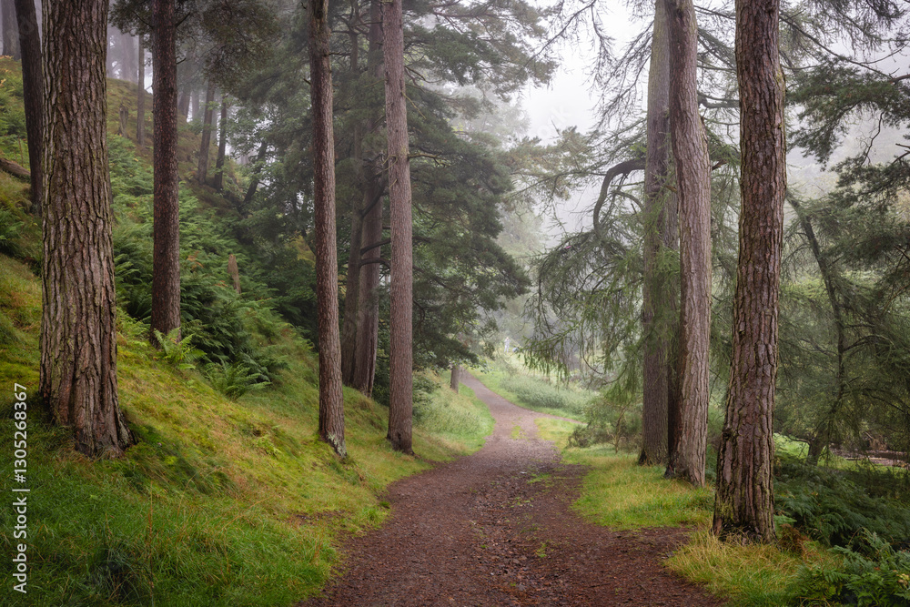 Obraz premium Foggy Woodland Path in Pentland Hills Regional Park, Scotland, Lined with Tall Pines, Verdant Undergrowth, and Soft Grass, Offering a Peaceful and Atmospheric Escape into the Natural Landscape