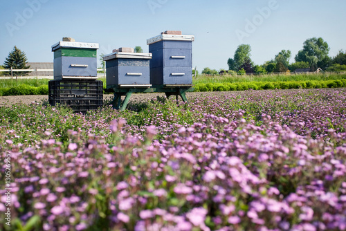 Obraz na płótnie Bijenkasten aan de rand van een bloemenveld