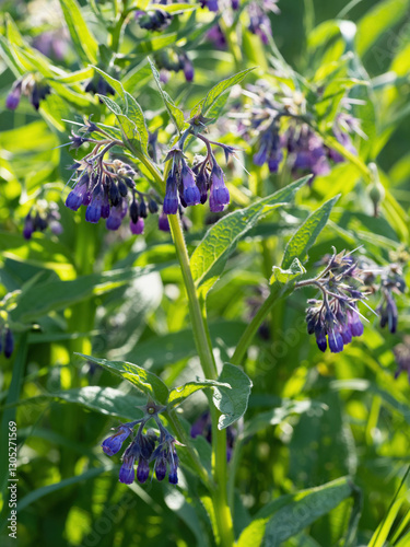 Beautiful blooming violet comfrey flowers - Symphytum officinale - in homemade garden. Illuminated by morning sunlight. Close-up. photo