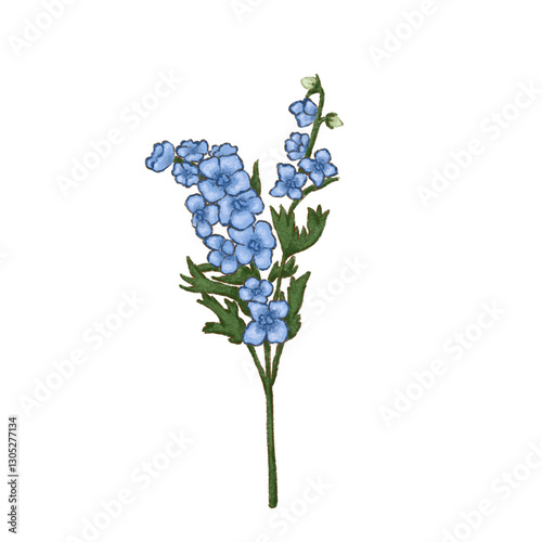 forget me not