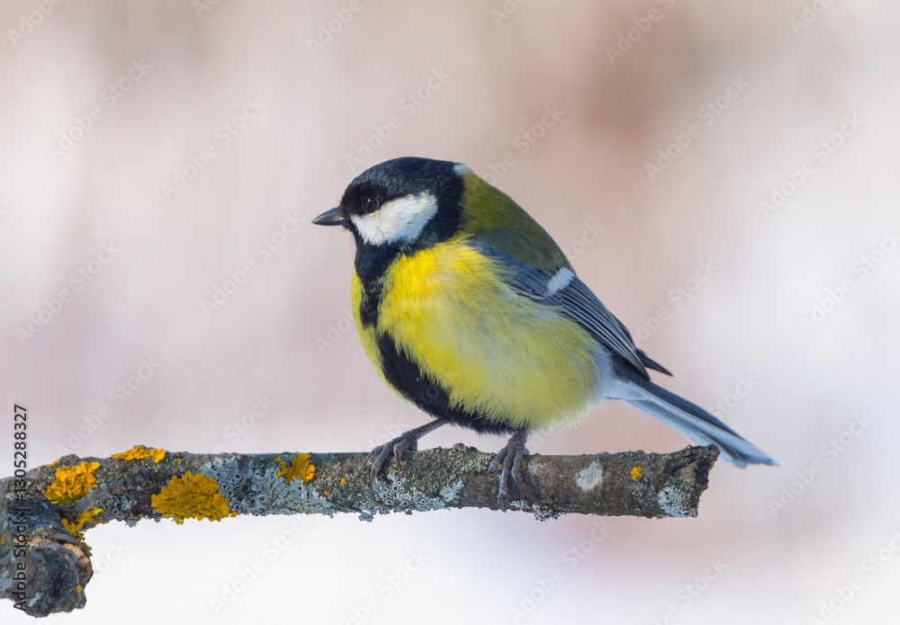 Fototapeta premium A big tit sits on a branch in close-up on a winter morning