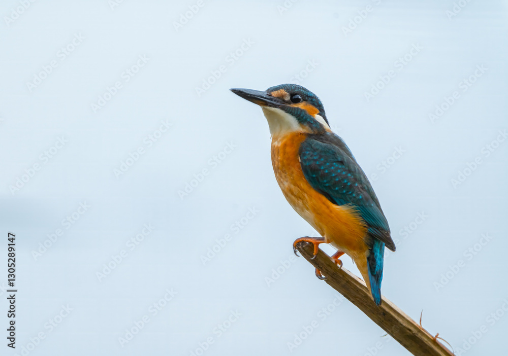 Obraz premium A kingfisher sits on a dry branch sticking out of the water