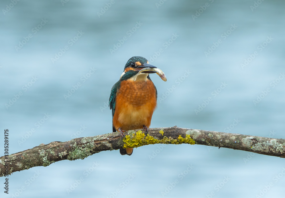 Fototapeta premium A kingfisher sits on a branch above the water and holds a caught fish in its beak.