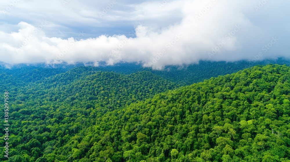 Obraz premium Carbon Forest Preservation Concept, Lush Green Forest Landscape Under Soft Clouds, Emphasizing Nature Preservation and Economic Opportunities