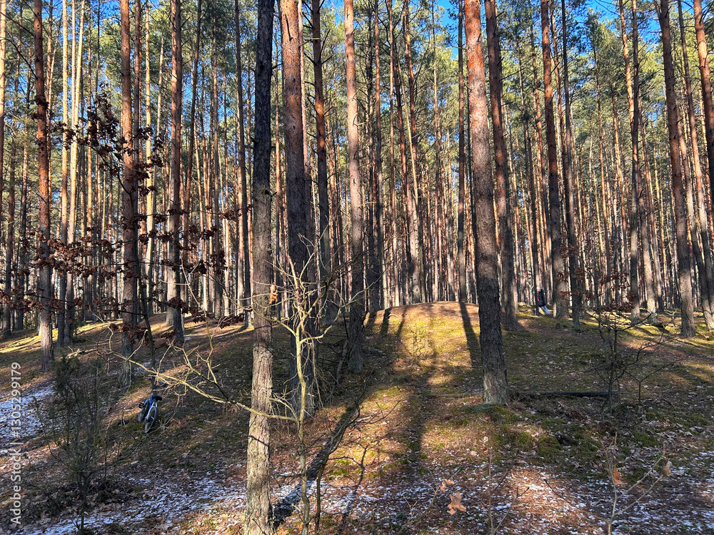 Fototapeta premium Tall trees and snow on the ground in the winter forest