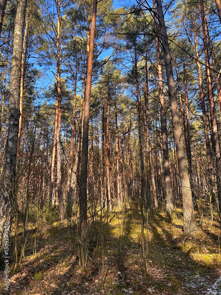 Tall trees and snow on the ground in the winter forest Tall trees and snow on the ground in the winter forest