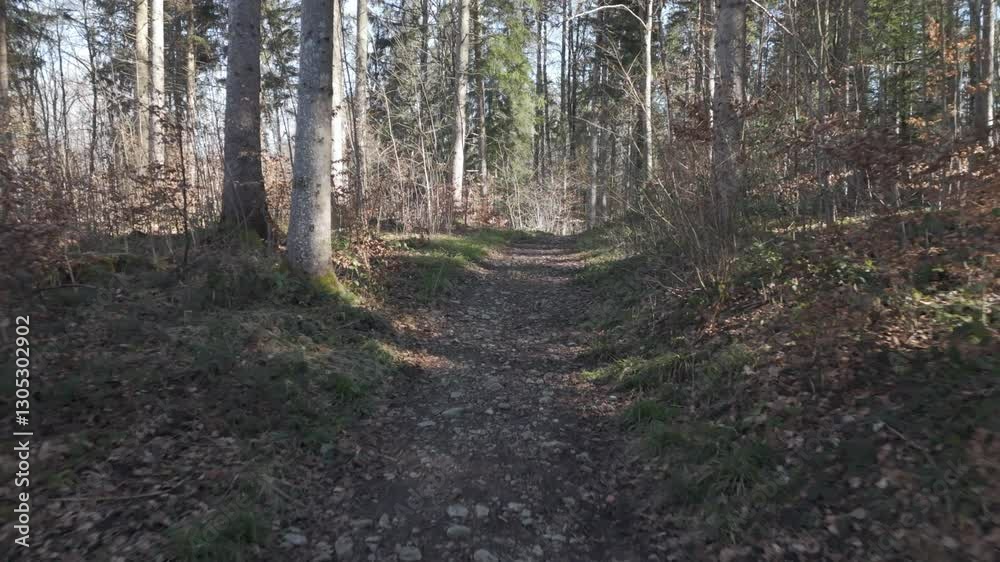 A dirt path winds through a dense forest with tall, bare trees. Sunlight filters through the branches, A dirt path winds through a dense forest with tall, bare trees. Sunlight filters through the branches,