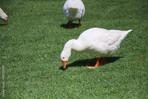 White Goose Grazing on Bright Green Grass with Other Geese in the Background