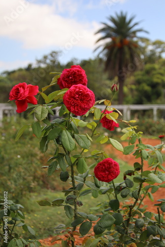 Close-Up of Lush Red Roses in Outdoor Garden with Blue Sky and Palm Tree