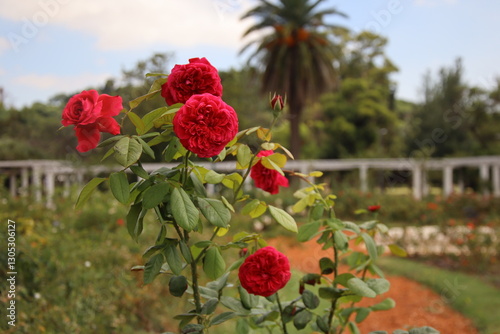 Red Garden Roses in Full Bloom with Palm Tree Background on Sunny Day