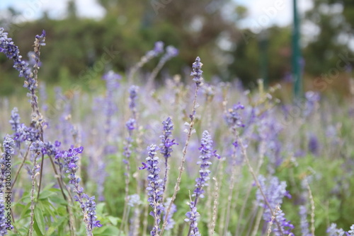 Close-Up of Purple Lavender Blooms in a Natural Outdoor Setting