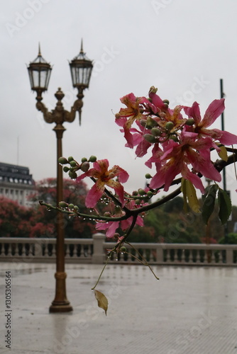 Pink Blossoms Frame Historic Clock Tower and Vintage Lamp Post in Buenos Aires
