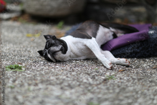 A cozy Boston Terrier lounging comfortably in a dog bed outdoors, radiating relaxation and contentment in a peaceful setting.