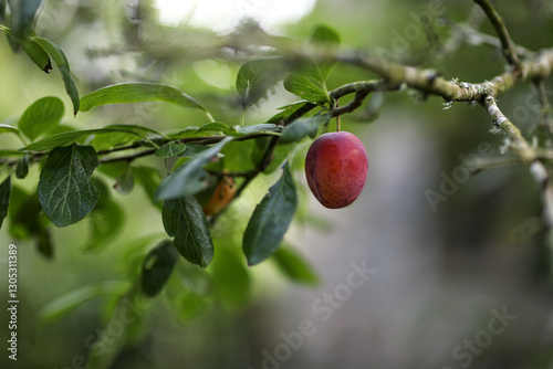 Close-up of fresh apples and pears in a summer garden. Natural light highlights the ripe fruit with vibrant colors and textures. Seasonal harvest and organic freshness.