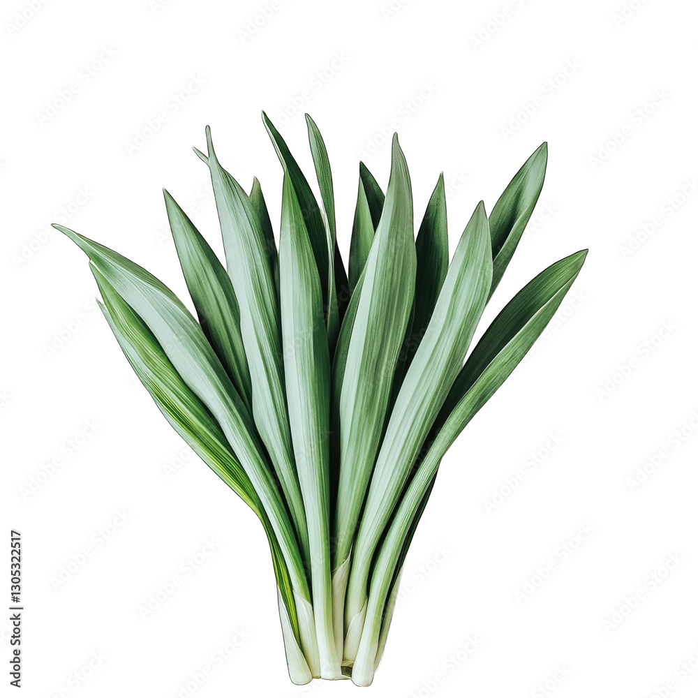 Obraz premium Sansevieria Leaves Bundle isolated on transparent background