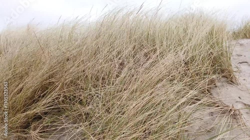 Wallpaper Mural Dunes with grass on a windy day Torontodigital.ca