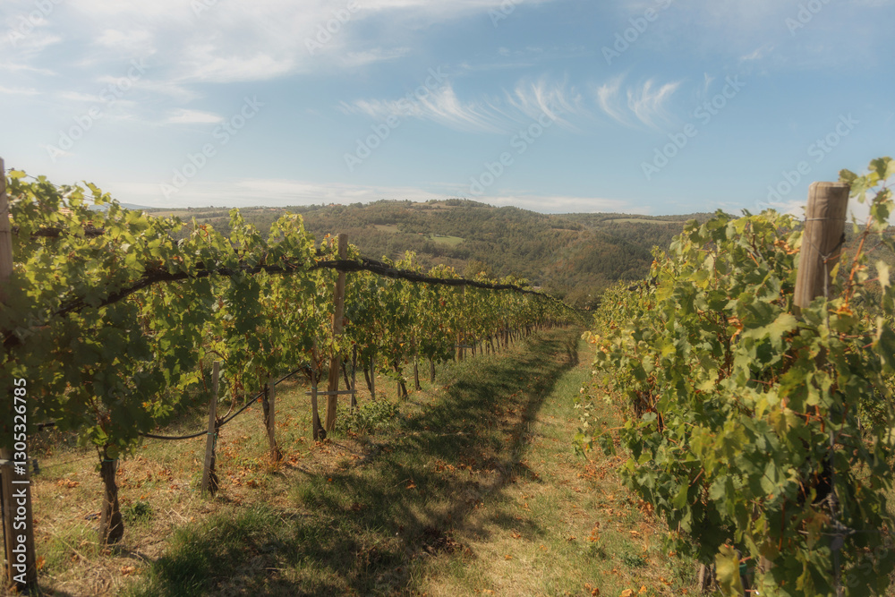 Naklejka premium vineyard landscape. The rows of grapevines stretch out as far as the eye can see, creating a serene and tranquil scene. The vines are lush and green