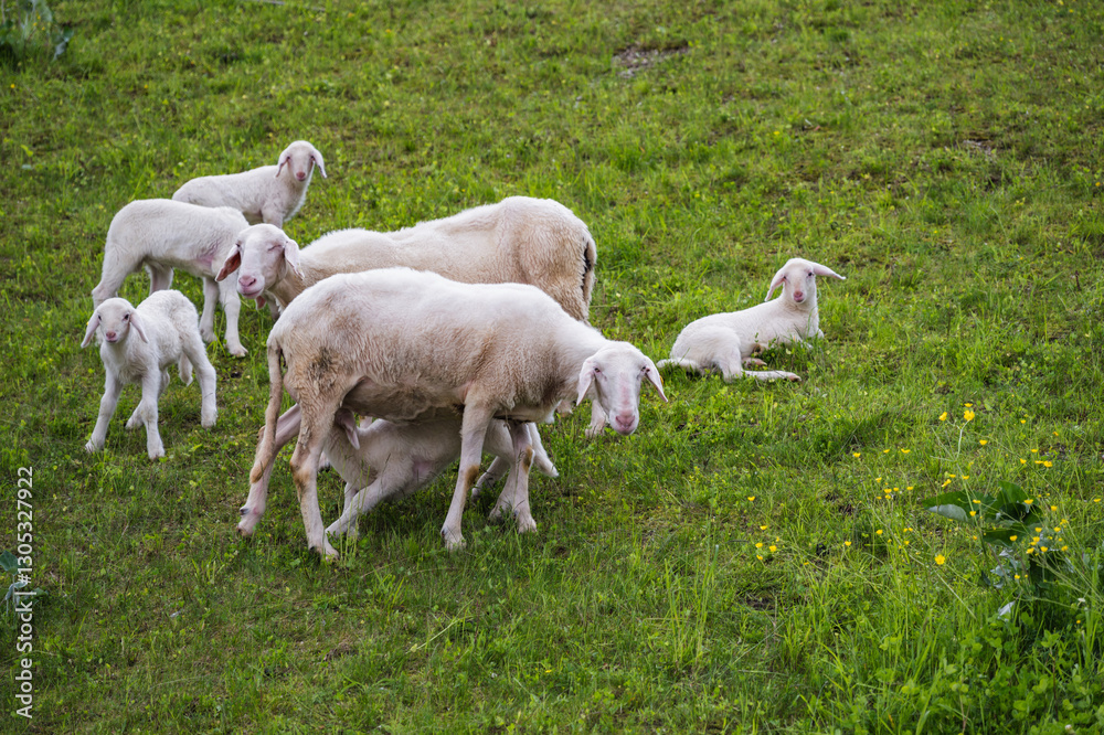 Heard of sheep grazing on the green meadows in Europe Heard of sheep grazing on the green meadows in Europe