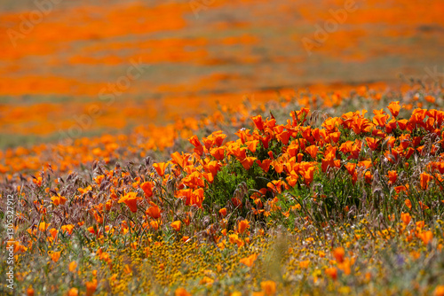 Fototapeta Naklejka Na Ścianę i Meble -  A super bloom of orange poppies in Southern California. 