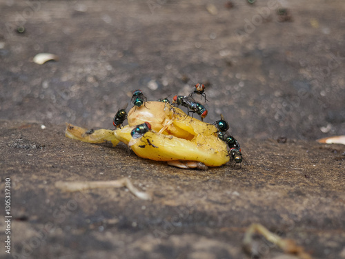 Flies covering the jackfruit  photo