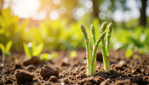 Young asparagus sprouts close-up growing in soil in spring sunlight