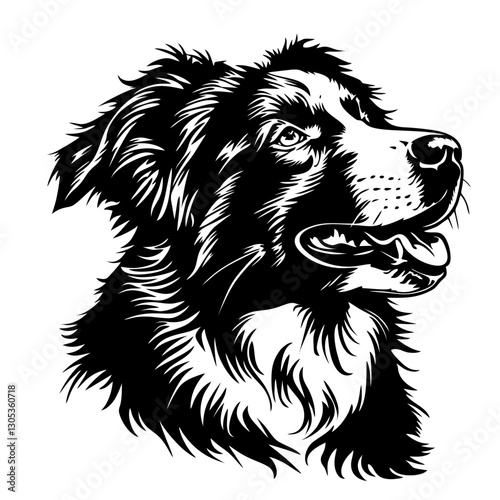 AUSTRALIAN shepherd dog Black and white collie illustration capturing fluffy canine expression