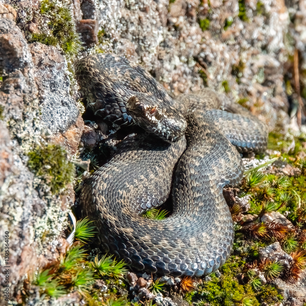 Fototapeta premium Viper