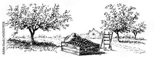 Engraved illustration of an apple orchard with harvest scene and farmhouse under clear skies