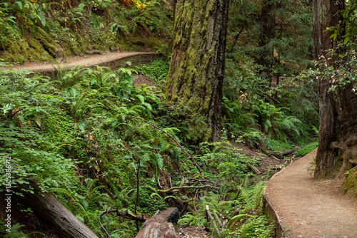 Serene forest trail winding through dense redwoods in Muir Woods National Monument, California photo