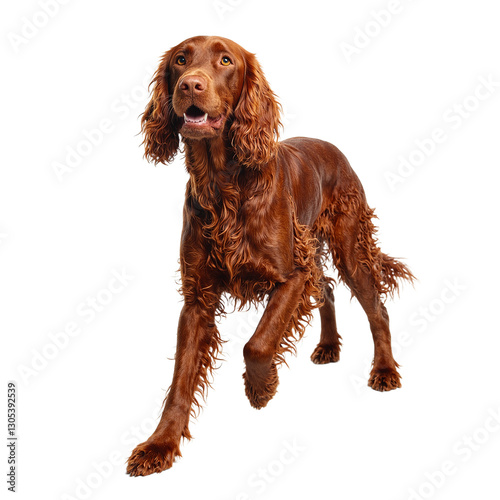 Energetic Irish Setter with a rich red coat and long ears exuding grace and charm on a white background